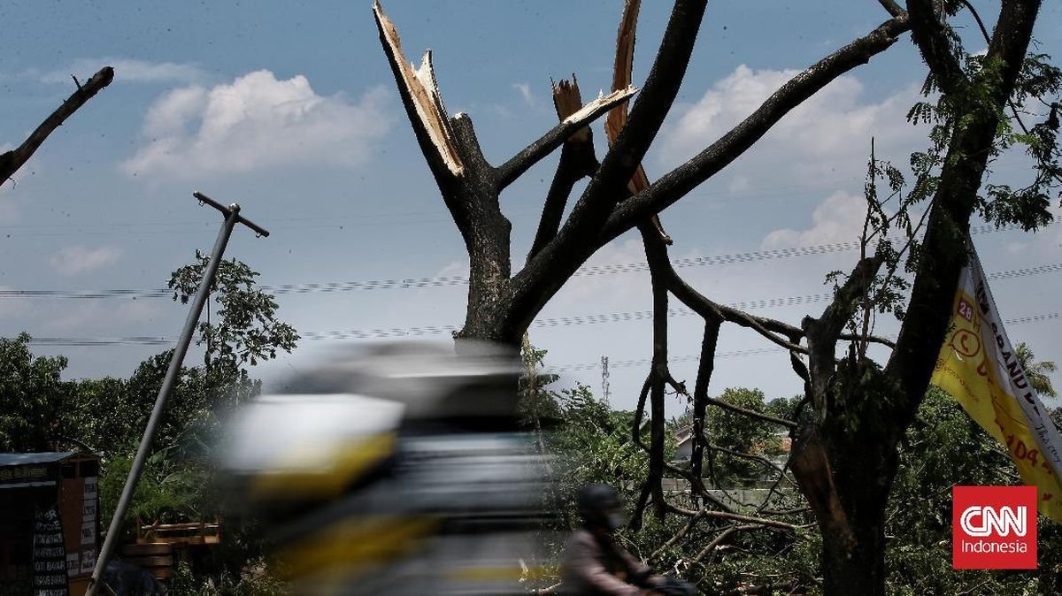 Angin Kencang di Bali, Puluhan Pohon Tumbang Hingga Gangguan Listrik