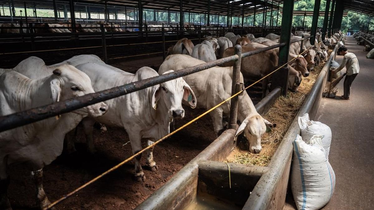 Penampakan Tempat Karantina Sapi Impor di Purwakarta