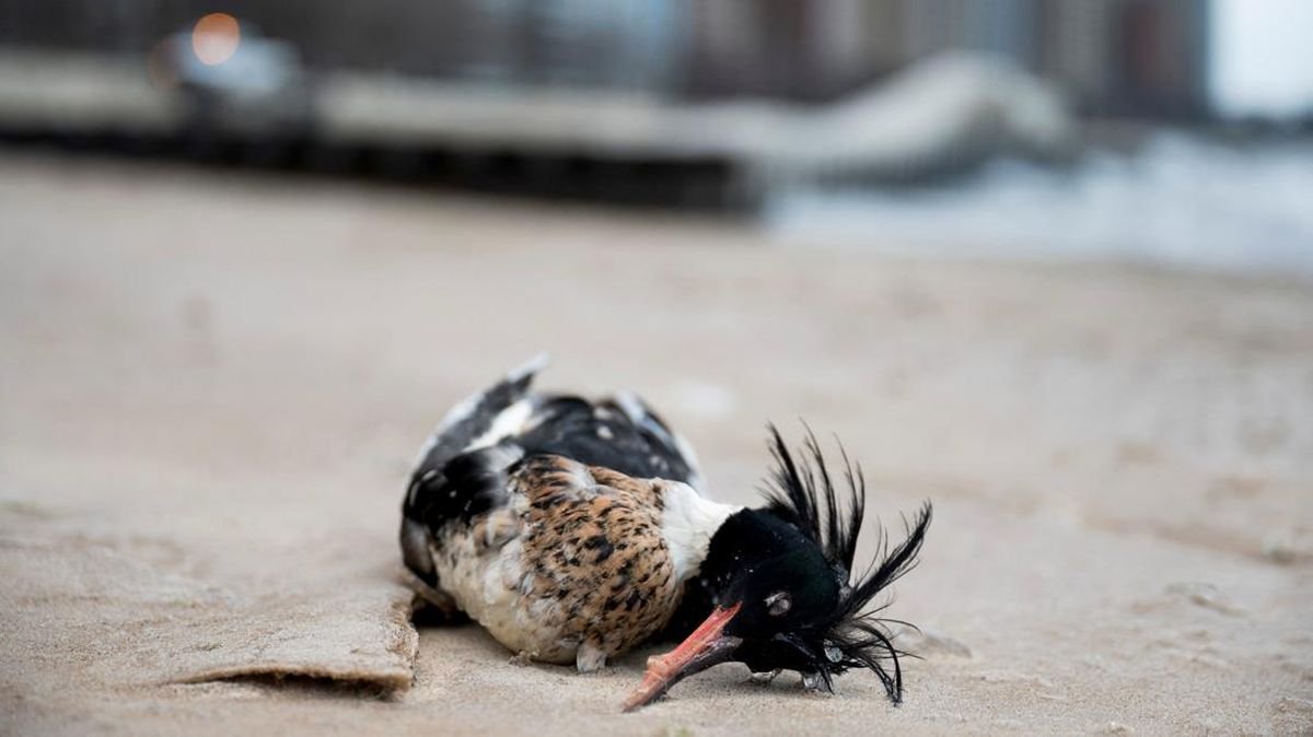 Ratusan Bebek Tewas di Sepanjang Danau Michigan Imbas Flu Burung