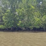 Pemilik SHM Lahan Mangrove di Maros Sulsel Jadi Tersangka