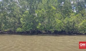 Pemilik SHM Lahan Mangrove di Maros Sulsel Jadi Tersangka