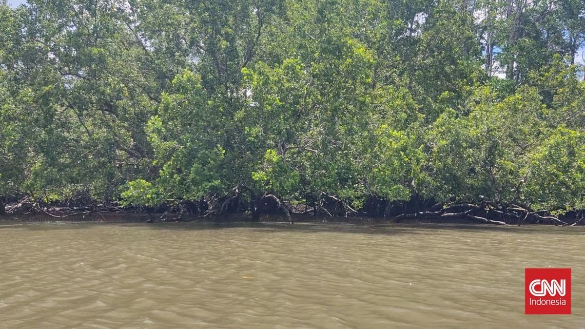 Pemilik SHM Lahan Mangrove di Maros Sulsel Jadi Tersangka