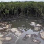 Rusak Hutan Mangrove di Babel Gara-gara Tambang Timah Ilegal