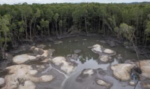 Rusak Hutan Mangrove di Babel Gara-gara Tambang Timah Ilegal