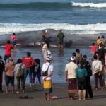 30 Paus 16 Lumba-lumba Mati di Pantai Jatim, Bali, NTB, NTT pada 2024