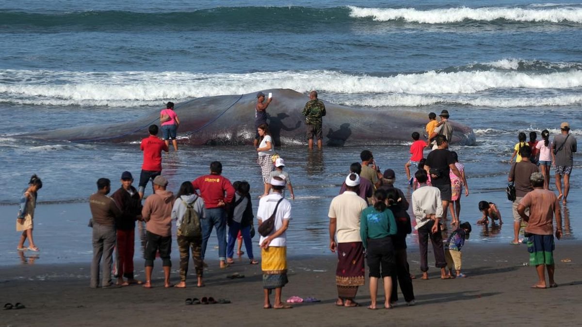 30 Paus 16 Lumba-lumba Mati di Pantai Jatim, Bali, NTB, NTT pada 2024