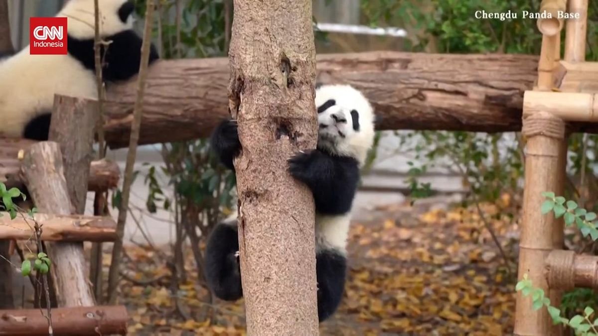 Tingkah Menggemaskan Bayi Panda Belajar Memanjat