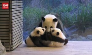 Debut Gemas Anak Panda Kembar di Kebun Binatang Berlin