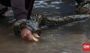 Waspada Kemunculan Ular Usai Banjir, Begini Cara Mengatasinya