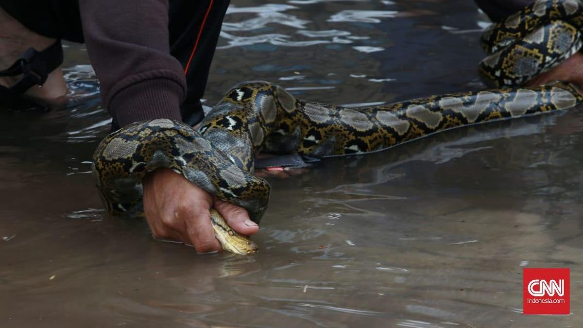 Waspada Kemunculan Ular Usai Banjir, Begini Cara Mengatasinya