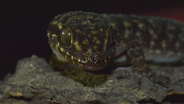 Tim Peneliti Badan Riset dan Inovasi Nasional (BRIN) kembali mengidentifikasi atau menemukan spesies baru cecak jarilengkung (genus Cyrtodactylus) dari Jawa Timur.