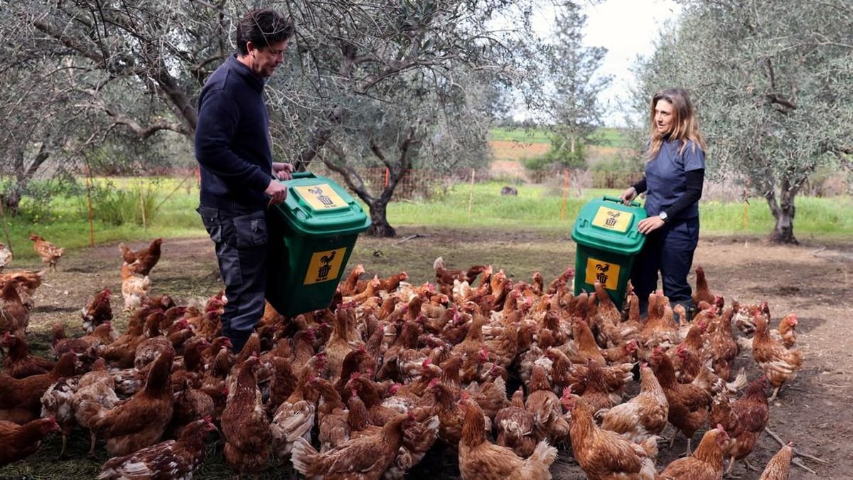 Ayam "Afkiran" Penyubur dan Pemotong Alami Kebun Zaitun