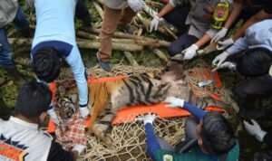 Detik-detik Evakuasi Harimau Sumatera Pemburu Ternak di Agam