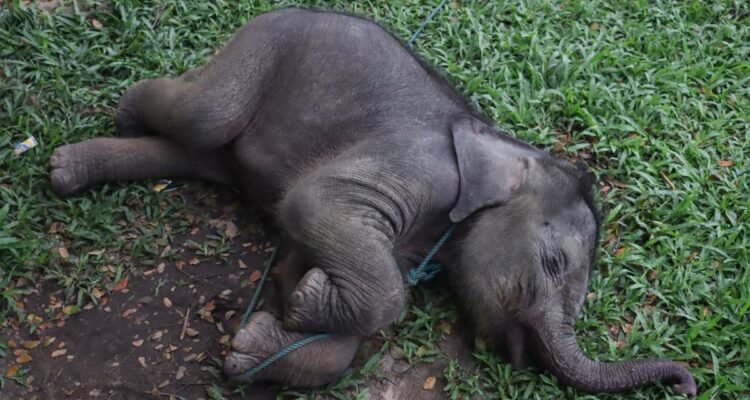 Momen Penyelamatan Anak Gajah Tersesat Ditinggal Induk