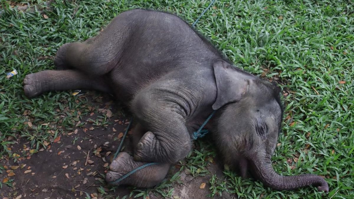 Momen Penyelamatan Anak Gajah Tersesat Ditinggal Induk