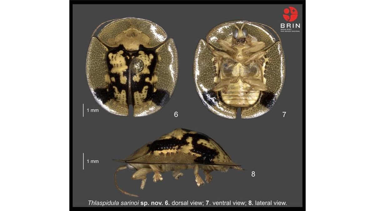 Peneliti BRIN Temukan Spesies Baru Kumbang Kura-kura Sulawesi