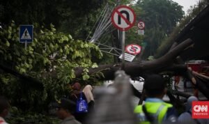 Diguyur Hujan Deras dan Angin Kencang, 13 Pohon Tumbang di Jakarta