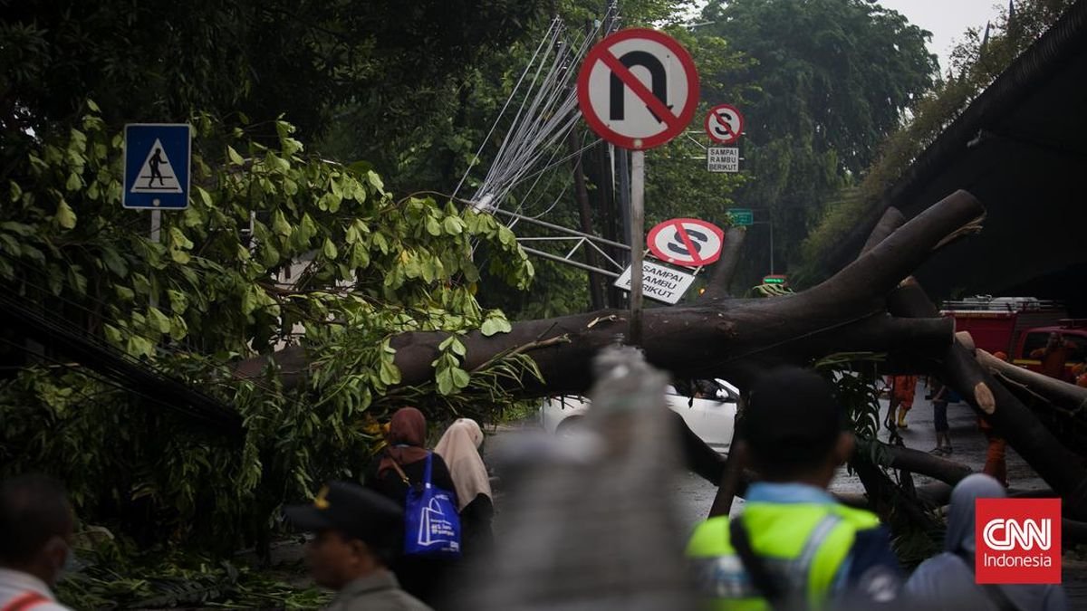 Diguyur Hujan Deras dan Angin Kencang, 13 Pohon Tumbang di Jakarta