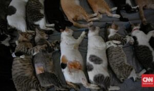 Pramono Target Sterilisasi 21 Ribu Kucing Domestik di Jakarta