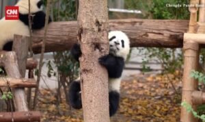 Tingkah Menggemaskan Bayi Panda Belajar Memanjat