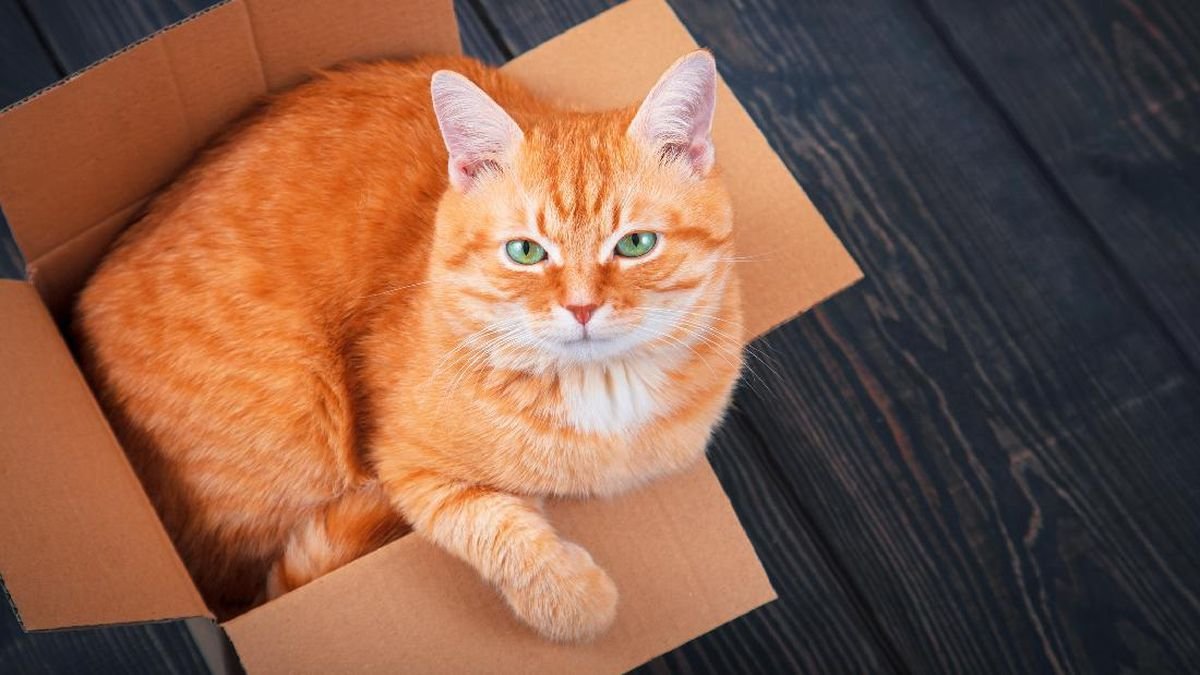 Kenapa Kucing Oren Begitu Istimewa? Ternyata Ini Jawabannya