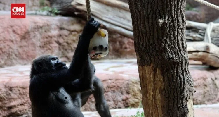 Hewan-hewan di Bonbin Dapat Makanan Beku Saat Panas Menyengat
